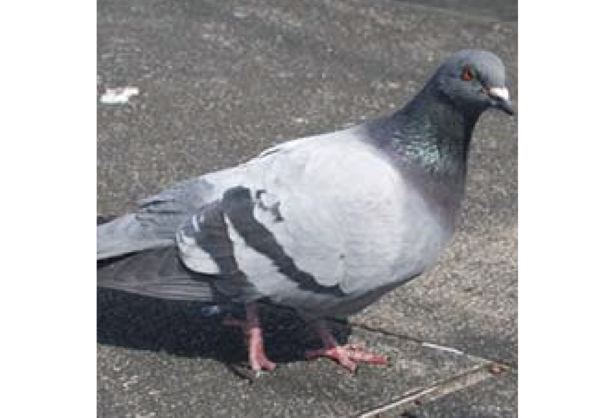 株式会社星野商店 株式会社星野商店